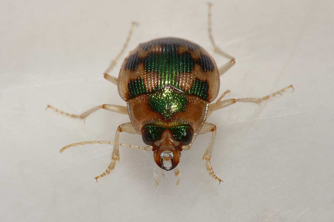 Carabidae: Omophron limbatum